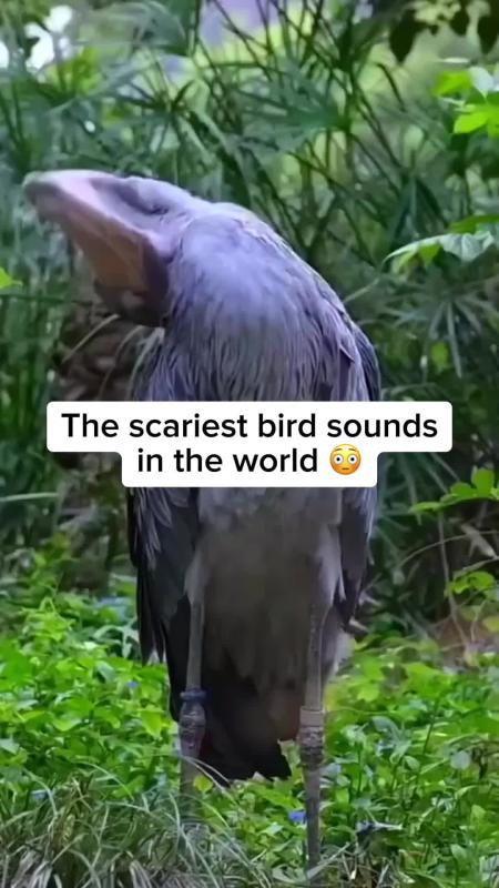 TikTok video by @ourplanet95 using the sound Aleph Gesaffelstein